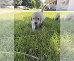 Small #1 English Cream Golden Retriever