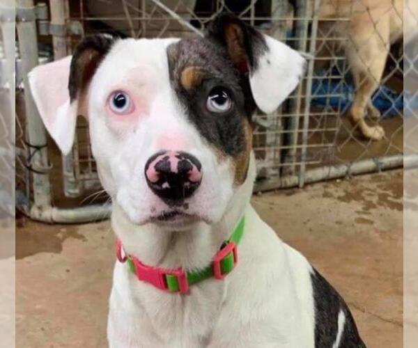 Medium Photo #6 Catahoula Leopard Dog-Unknown Mix Puppy For Sale in Oakhurst, NJ, USA