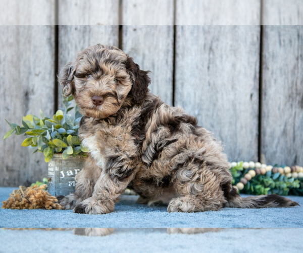 Medium Photo #2 Poodle (Miniature)-Portuguese Water Dog Mix Puppy For Sale in FREDERICKSBURG, OH, USA