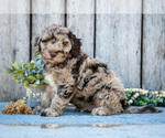 Small #1 Poodle (Miniature)-Portuguese Water Dog Mix