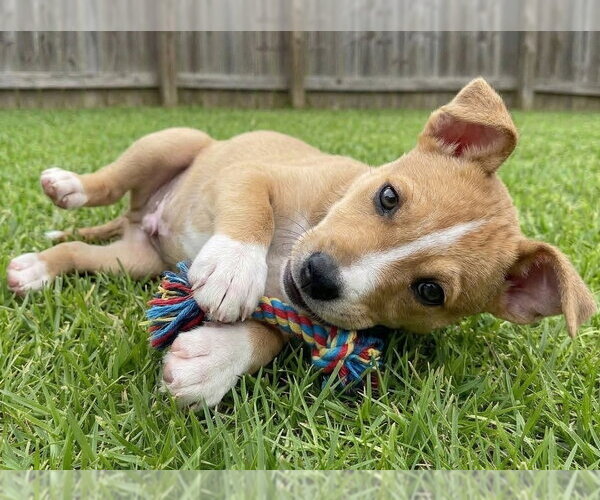 Medium Photo #3 Mountain Cur-Unknown Mix Puppy For Sale in Grovertown, IN, USA