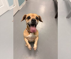 Puggle Dogs for adoption in Brewster, NY, USA