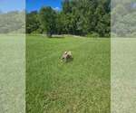 Small Photo #7 Pug-Unknown Mix Puppy For Sale in Wakefield, RI, USA