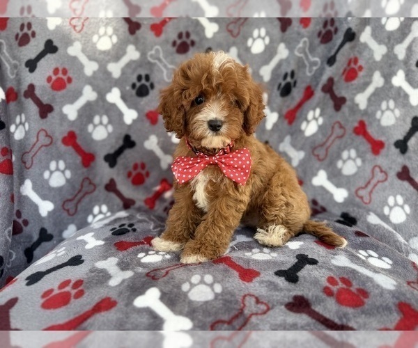 Medium Photo #8 Cavapoo (Miniature) Puppy For Sale in LAKELAND, FL, USA