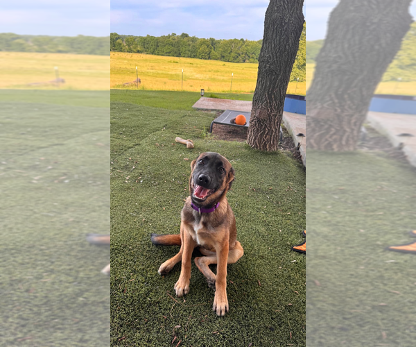 Medium Photo #4 Mutt Puppy For Sale in Imlay City, MI, USA