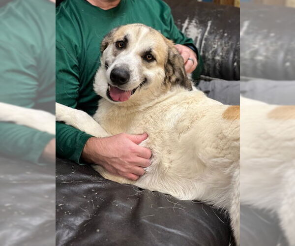 Medium Photo #7 Golden Pyrenees Puppy For Sale in Mt. Laurel, NJ, USA