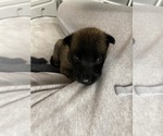 Small Photo #128 Belgian Malinois Puppy For Sale in REESEVILLE, WI, USA
