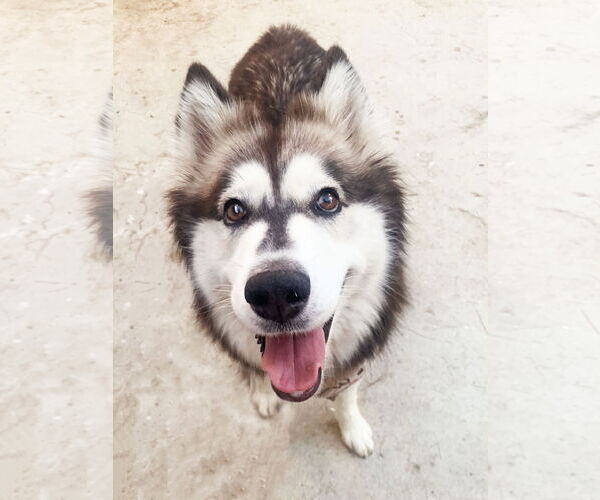 Medium Photo #1 - Mix Puppy For Sale in Santa Clarita, CA, USA