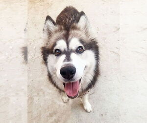 - Mix Dogs for adoption in Santa Clarita, CA, USA