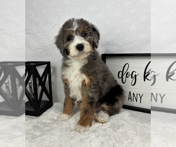 Medium Photo #4 Bernedoodle (Miniature) Puppy For Sale in GREENFIELD, IN, USA