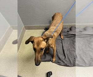 Doberman Pinscher-Unknown Mix Dogs for adoption in Las Vegas, NV, USA