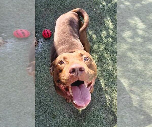 Medium Photo #4 American Pit Bull Terrier-Labrador Retriever Mix Puppy For Sale in Rockwall, TX, USA