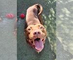 Small #3 American Pit Bull Terrier-Labrador Retriever Mix