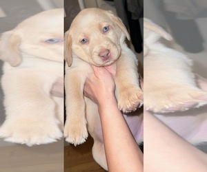 Labrador Retriever Puppy for Sale in MODESTO, California USA