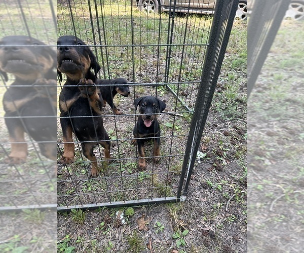 Medium Photo #4 Rottweiler Puppy For Sale in HENRICO, VA, USA