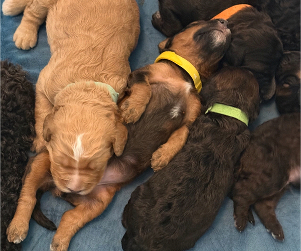 Medium Photo #37 Bernedoodle Puppy For Sale in MOULTON, AL, USA