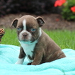 Small Boston Terrier