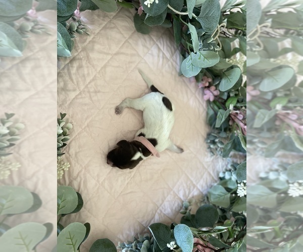 Medium Photo #2 German Shorthaired Pointer Puppy For Sale in AVILLA, IN, USA