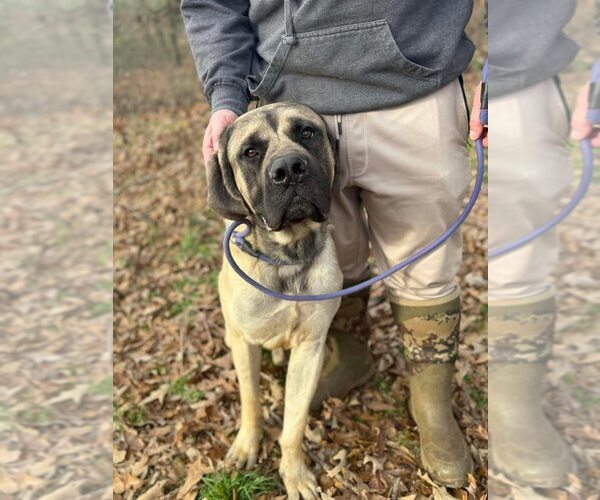 Medium Photo #5 Mastiff Puppy For Sale in New York, NY, USA