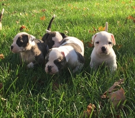 American Bulldog Puppy for sale in Wadsworth, OH, USA