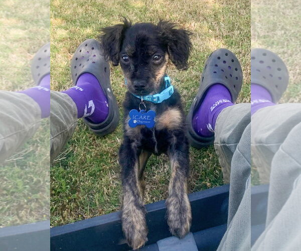 Medium Photo #3 Colonial Cocker Spaniel-Unknown Mix Puppy For Sale in Corona, CA, USA