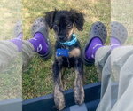 Small #2 Colonial Cocker Spaniel Mix