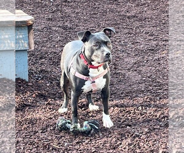 Medium Photo #3 Staffordshire Bull Terrier-Unknown Mix Puppy For Sale in Sequim, WA, USA