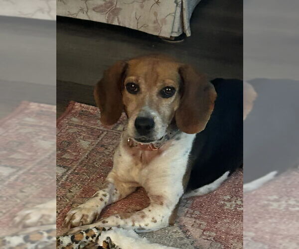 Medium Photo #1 Beagle Puppy For Sale in Fairfax, VA, USA