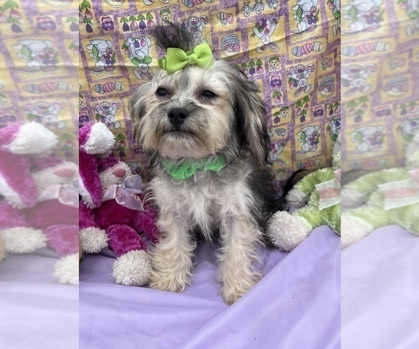 Medium Photo #8 Maltipoo Puppy For Sale in BOLINGBROOK, IL, USA