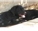 Small Photo #10 Labrador Retriever Puppy For Sale in JURUPA VALLEY, CA, USA