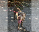 Small Photo #15 Neapolitan Mastiff Puppy For Sale in MIRAMAR, FL, USA