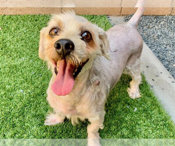 Medium Photo #1 Poodle (Miniature)-Unknown Mix Puppy For Sale in Moreno Valley, CA, USA