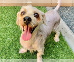 Small Poodle (Miniature) Mix