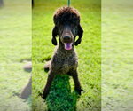 Cocoa Jul 25 - Female Poodle (Standard) Dog for Adoption - Small photo