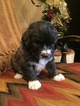 Small Photo #2 Pyredoodle Puppy For Sale in BOWLING GREEN, OH, USA