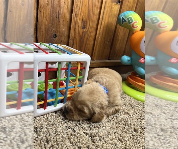 Medium Photo #15 Golden Retriever Puppy For Sale in NEOLA, WV, USA