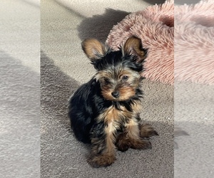 Yorkshire Terrier Puppy for sale in VICTORVILLE, CA, USA