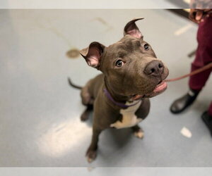 American Pit Bull Terrier Dogs for adoption in Denver, CO, USA