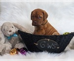 Small Photo #3 Dogue de Bordeaux Puppy For Sale in FOWLERVILLE, MI, USA