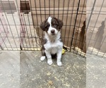Puppy Puppy 1 Australian Shepherd