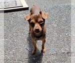 Small Photo #1 Chihuahua Puppy For Sale in EVERETT, WA, USA