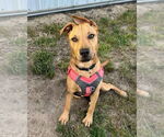 Small #4 German Shepherd Dog Mix