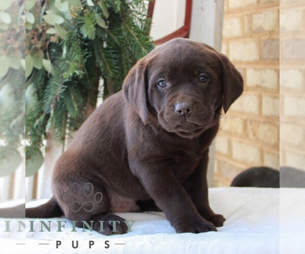 Medium Photo #3 Labrador Retriever Puppy For Sale in JONESTOWN, PA, USA