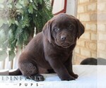 Small #2 Labrador Retriever