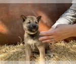 Small Photo #4 Shiba Inu Puppy For Sale in NEW ATHENS, IL, USA