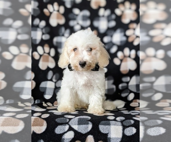 Medium Photo #5 Bichpoo Puppy For Sale in NOTTINGHAM, PA, USA