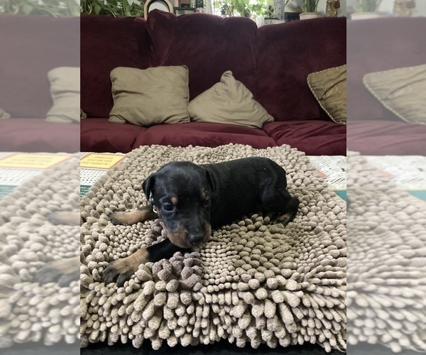 Medium Photo #5 Doberman Pinscher Puppy For Sale in PITTSFIELD, MA, USA