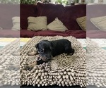 Small #4 Doberman Pinscher