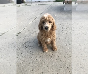 Poodle (Standard) Puppy for sale in LAKE ELSINORE, CA, USA