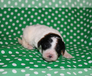 Goldendoodle (Miniature) Puppy for sale in BLMGTN, IN, USA